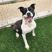 Thumbnail photo of Blaze #4