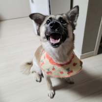 Thumbnail photo of PIE #3