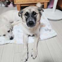 Thumbnail photo of PIE #4