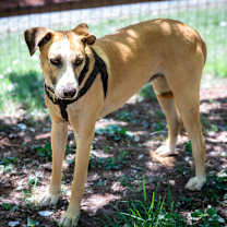 Thumbnail photo of Bingo (AKA: Dame) #4