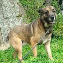 Thumbnail photo of BooBoo URGENT DUMPED! #1