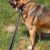 Thumbnail photo of BooBoo URGENT DUMPED! #2