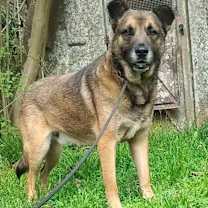 Thumbnail photo of BooBoo URGENT DUMPED! #3