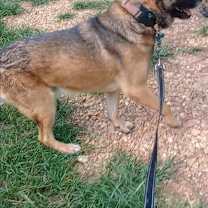 Thumbnail photo of BooBoo URGENT DUMPED! #4