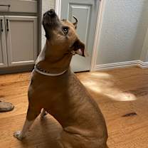 Thumbnail photo of Murphy #4