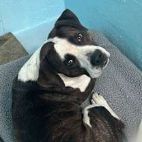 Thumbnail photo of Hoss #2