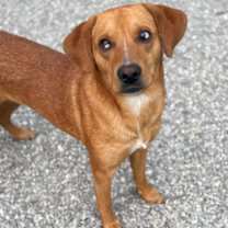 Thumbnail photo of Reed #2