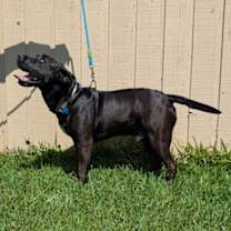 Thumbnail photo of Leo #3