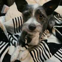 Thumbnail photo of Simon #1