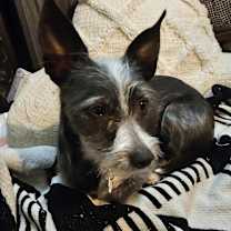 Thumbnail photo of Simon #3