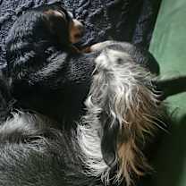 Thumbnail photo of Simon #4