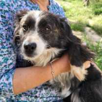 adopt-pet