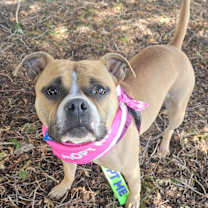 Thumbnail photo of Aggie #1