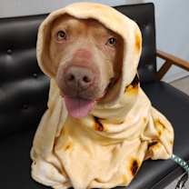 Thumbnail photo of Sugar britches #1