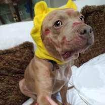 Thumbnail photo of Sugar britches #2