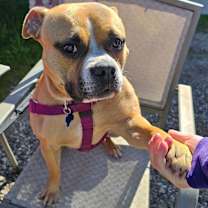 Thumbnail photo of Aggie #2