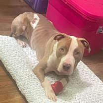 Thumbnail photo of Indy #2