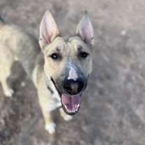 adopt-pet