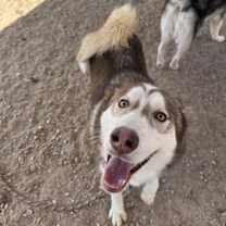 adopt-pet