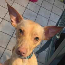 Thumbnail photo of Gizmo #2