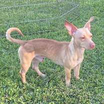 Thumbnail photo of Gizmo #4