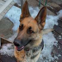 Thumbnail photo of Sadie #4