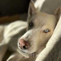 Thumbnail photo of Zeus 2 (TX) #1