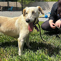 Thumbnail photo of Laurel #3