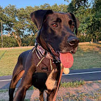 Thumbnail photo of Brock #4
