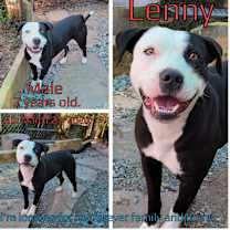 Thumbnail photo of Lenny #2
