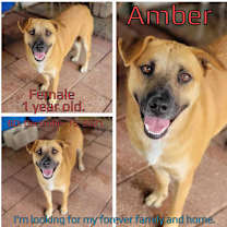 Thumbnail photo of Amber #3