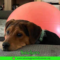 Thumbnail photo of Snickers #3