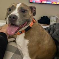 Thumbnail photo of Bailey #2