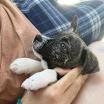 Thumbnail photo of Cactus #4