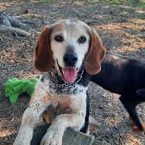 adopt-pet