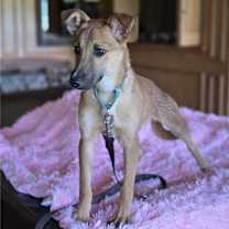 Thumbnail photo of Zelda #4