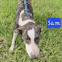 Thumbnail photo of Sam 1 #2
