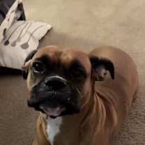 Thumbnail photo of Bella #2