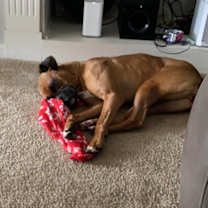 Thumbnail photo of Bella #3