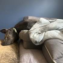 Thumbnail photo of Lola #4