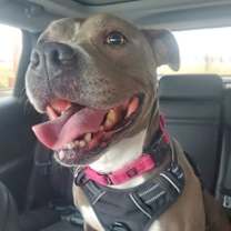 Thumbnail photo of Dani (in foster) #1