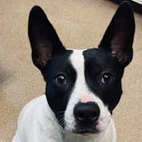 Thumbnail photo of Guinness #2