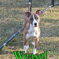 Thumbnail photo of Weasel #1
