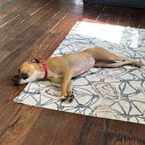 Thumbnail photo of Bubbles (In Foster) #3