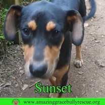 Thumbnail photo of Sunset #3