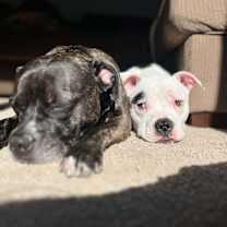 Thumbnail photo of Scrappy #2