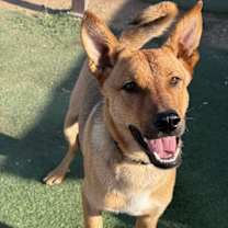 Thumbnail photo of Lobo Xman #1