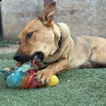 Thumbnail photo of Lobo Xman #2