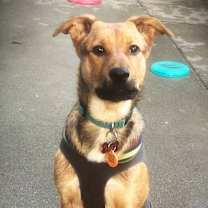 Thumbnail photo of Lobo Xman #4