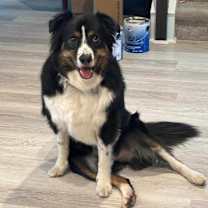 Thumbnail photo of Blaze #2